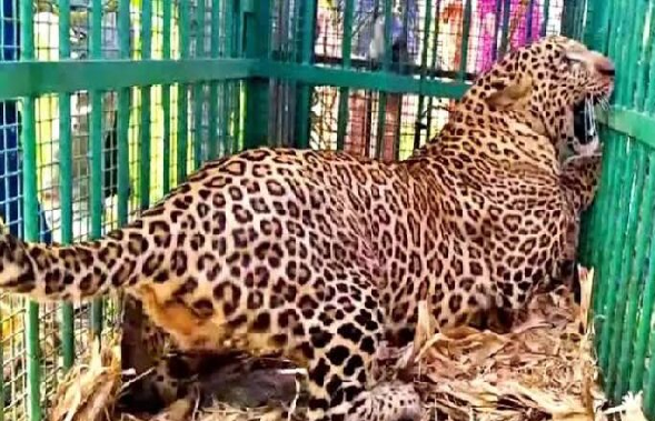 Leopard Attacks