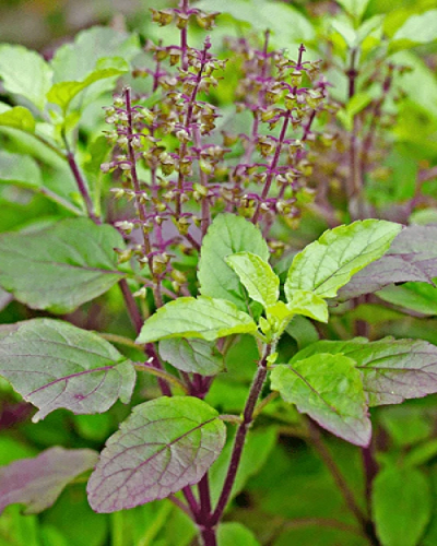 TULSI