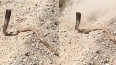 King Cobra