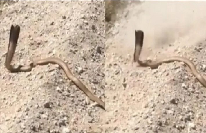 King Cobra