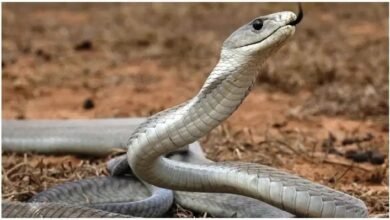 Snake News