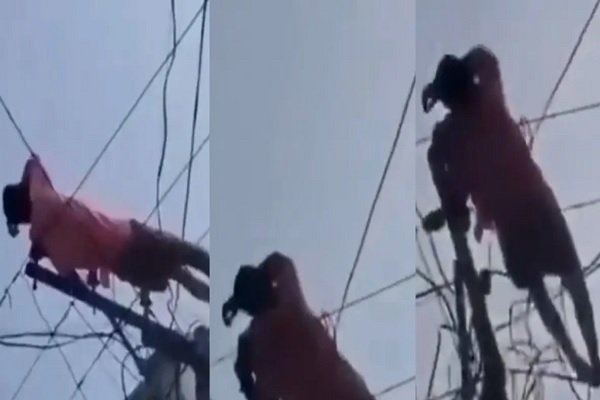 Video Viral