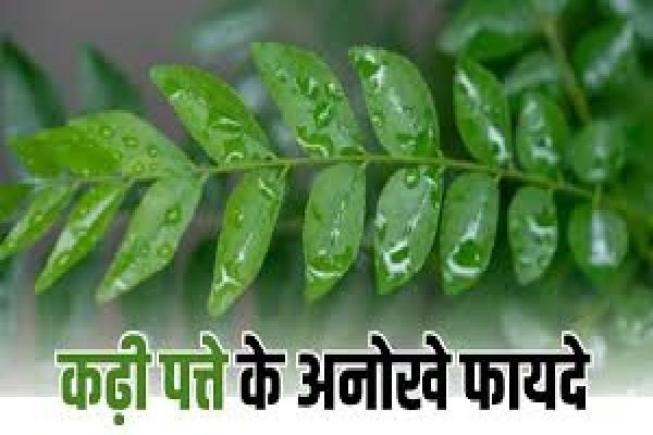 Curry Leaves Benefits