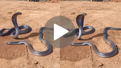 Viral Video