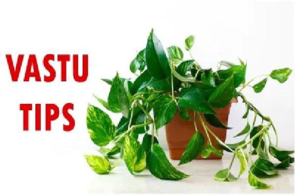 Vastu Tips