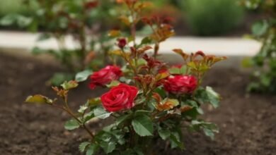 Rose News