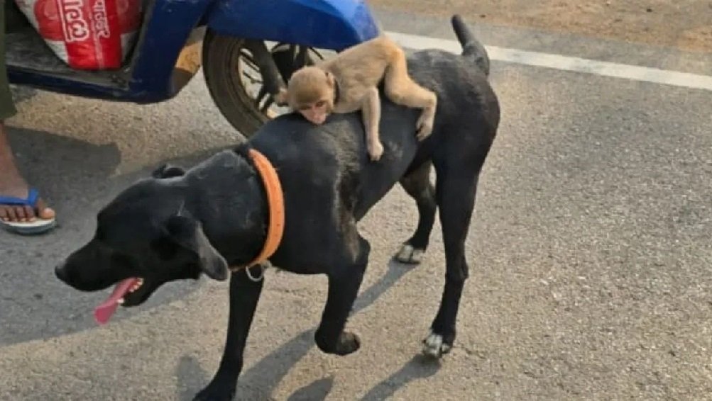 Friendship of Dog and Monkey :