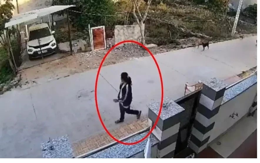 Terror of Dogs :