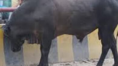 CM Yogi